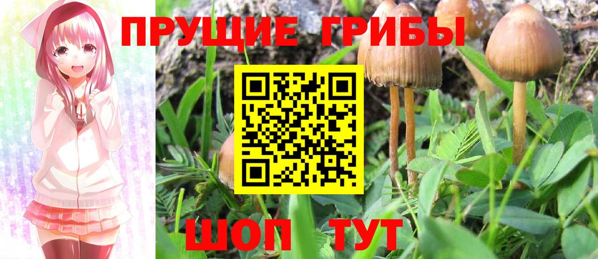 продажа наркотиков  Галлюциногенные грибы Psilocybe  Вход с VPN  Псилоцибиновые грибы GOLDEN TEACHER  Миасс 